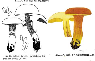 Cèpe doré (コガネヤマドリタケ) Golden Cep, Porcino d'oro