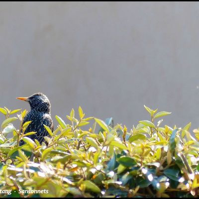 Sansonnets dans mon jardin