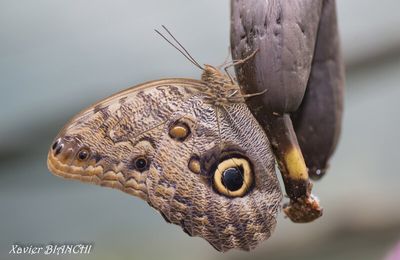 Papillons d'Amarante