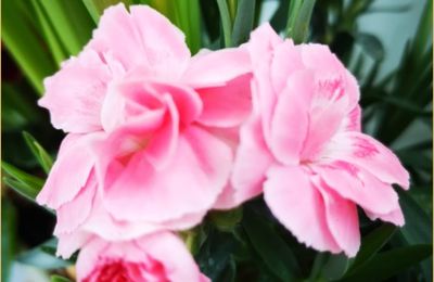 Mes fleurs du dimanche