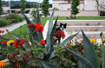 Où sont les chats ? (sur l'air de la chanson de P. Juvet)