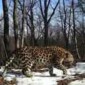 RUSSIE et CHINE - Vers un parc national transfrontalier pour protéger Tigres et Léopards