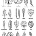 La forme du limbe des feuilles