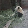 Le Panda... Un trésor Chinois
