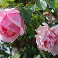 Rosa 'Liliang Rose'