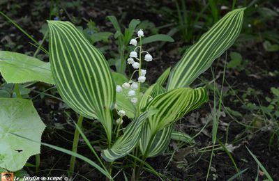 Premier mai oblige, parlons muguet !