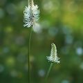 Mauvaises herbes et voisin sympa