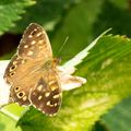 Papillon de nos jardins