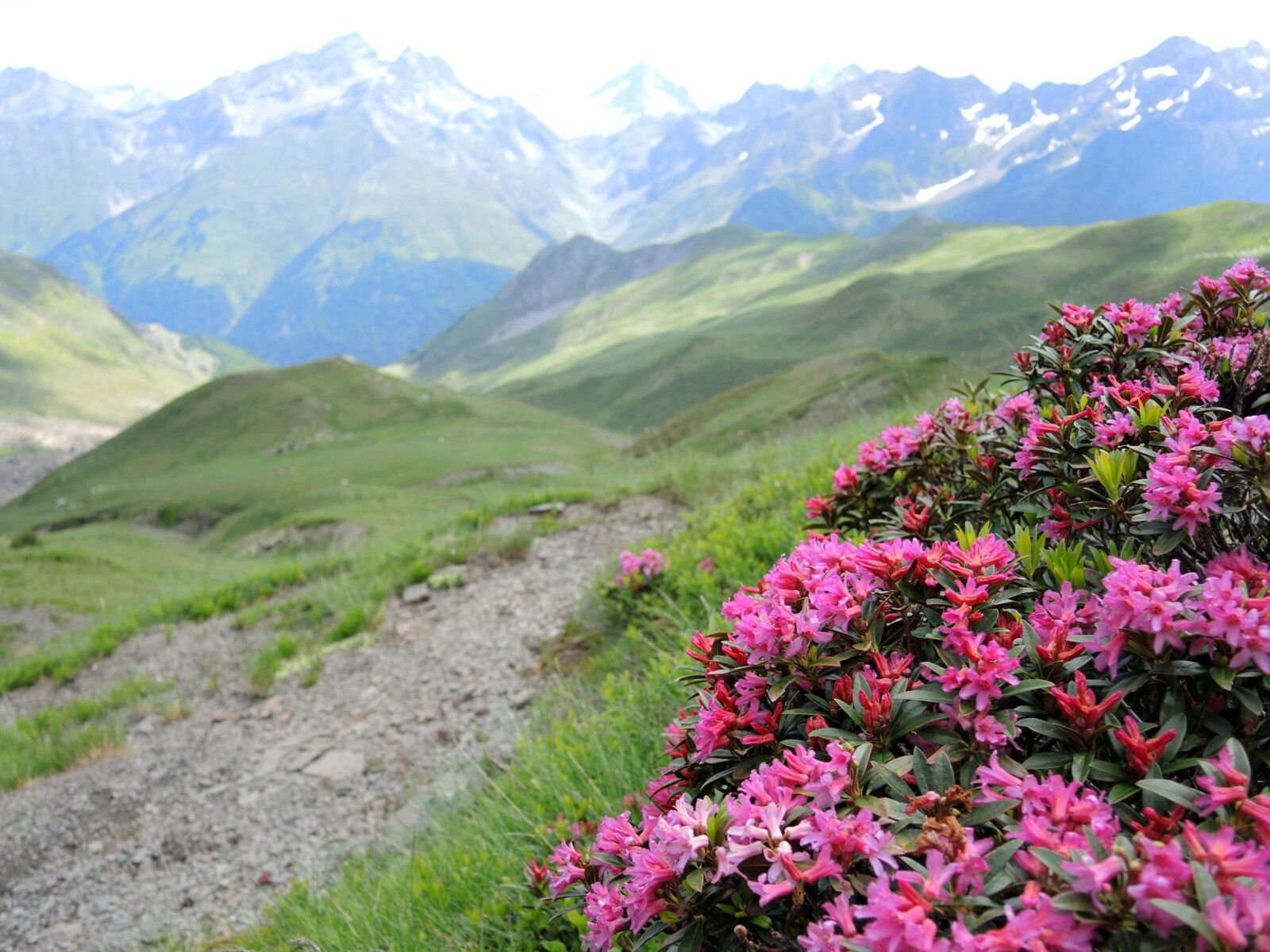 Col de Pombie, rando Pombie-Peyreget, fleurs (64)