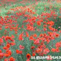 Gentil coquelicot mesdames .....gentil coquelicot  nouveau !!