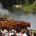 Vaches ( le puy du Fou )