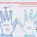 A quelques jours de la rentrée scolaire de septembre (1/2) / émotions ? / Fleur de Bach : MIMULUS