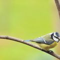 Les oiseaux de France