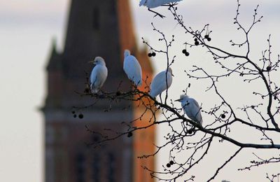 Montauban, les bords du Tarn (3)