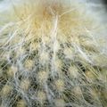 Vieux cactus à cheveux blancs ...