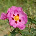 Cistus purpureus 'sunset'