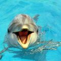 Nager avec les dauphins 