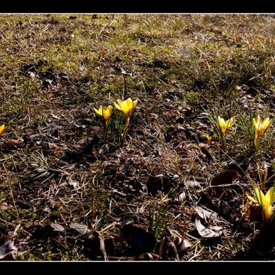 Le classique crocus du mois de février...