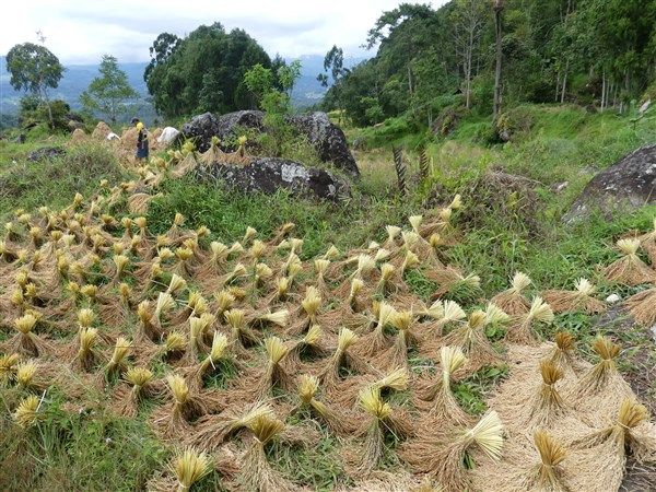 Voyage en Sulawesi - traversée de rizières et visite des villages de Akung et de Pallawa 