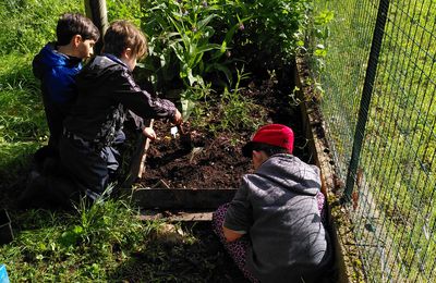 Plantation de nos petites plantes en élémentaire.