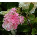 Hortensia paniculé en Brocéliande