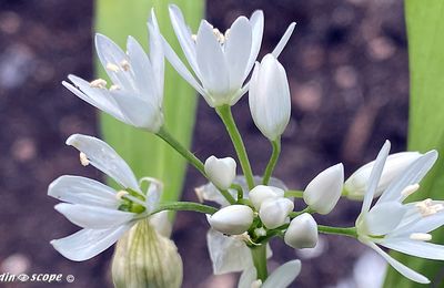 L'ail des ours au goût subtil forme de vaste tapis en sous-bois