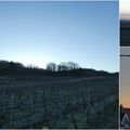 Dans les vignes champenoises