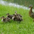 4- Famille Colvert en Auvergne