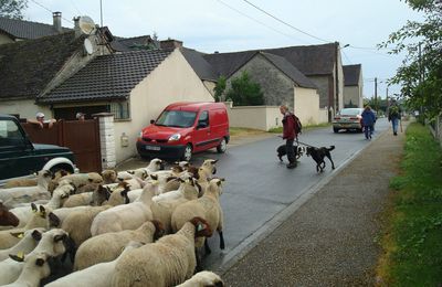 Migration périodique du 27 juillet aux Ormes