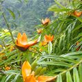 fleur de la Martinique: ect....