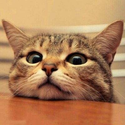 le Chat de Juin de la Fée Brodeuse