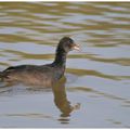 Poule d'eau : la seule l'unique.