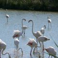 63 - Flamants roses