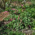 Massif rose en Novembre 