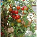 Tomates confites