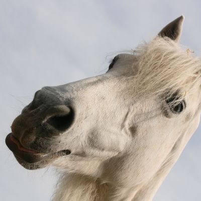 Les dimanches de bonheur