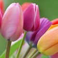 Vente de tulipes