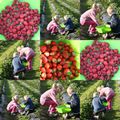 La cueillete des fraises et framboises...