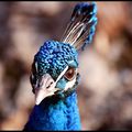 Portrait d'un paon bleu