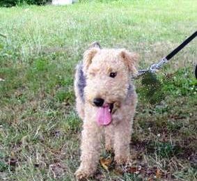 GASPARD : un 4'Pattes adopté et heureux.