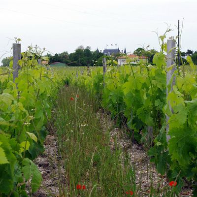 Petit retour dans le Médoc... avec une parcelle unique en son genre