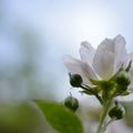 fleurs du jardin