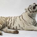 Rare tigre blanc naturalisé en entier en position couchée