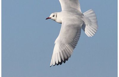 Mouette rieuse