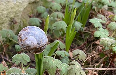 La nature m'étonnera toujours !