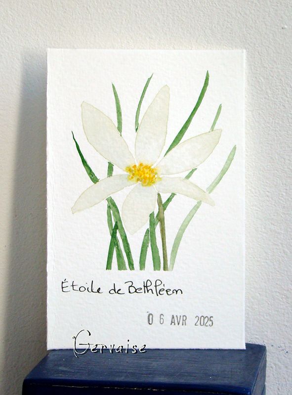 18 étoile de Bethléem