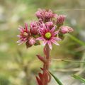 Sempervivum