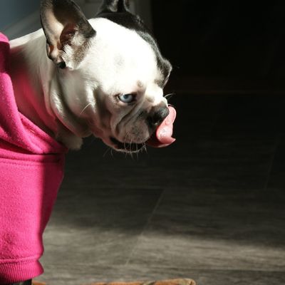 Boston terrier with blue eyes