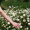 Marguerites et coquelicots