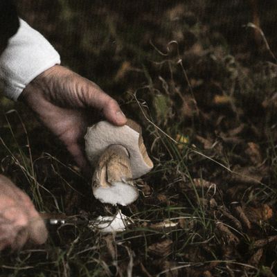 Remettre le sauvage au coeur de la cuisine